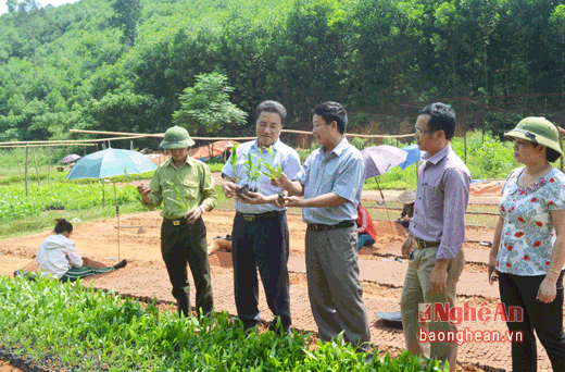 Theo các cán bộ Ban Quản lý Khu BTTN Pù Hoạt, các quy trinh ươm cây giống được tuân thủ chặt chẽ theo đúng ký thuật nên cây giống phát triển rất tốt, đảm bảo khi trồng tỷ lệ cây sống cao, phát triển tốt.