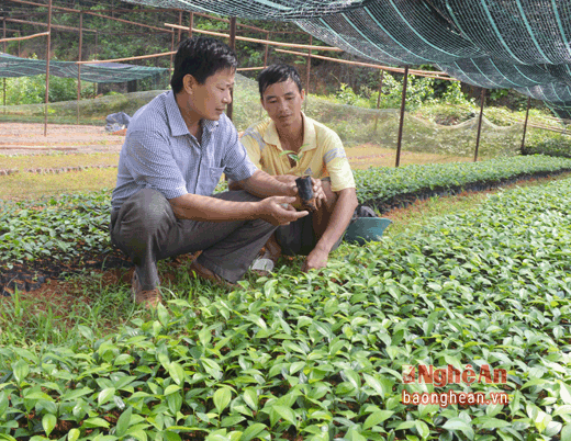 Ban Quản lý Khu BTTN Pù Hoạt hiện nay có 4 vườn ươm cây giống. trong đó lớn nhất là vườn ươm tại bản Na Chạng. Kế hoạch năm nay, riêng vườn ươm Na Chạng sẽ ươm khoảng 1 triệu cây giống. Chủ yêu cây giống ở Na Changj