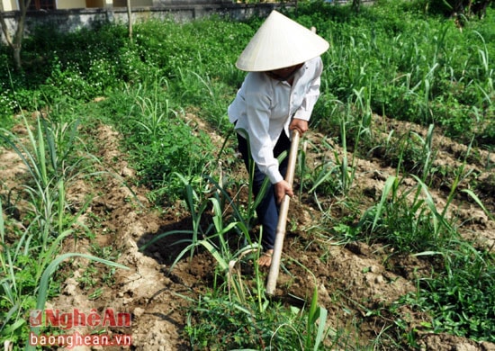 Hơn 8 sào mía trồng mới của gia đình chị Vi Thị Hương thôn 10 xã Bình Sơn bị bọ hung phá hoại nặng nề