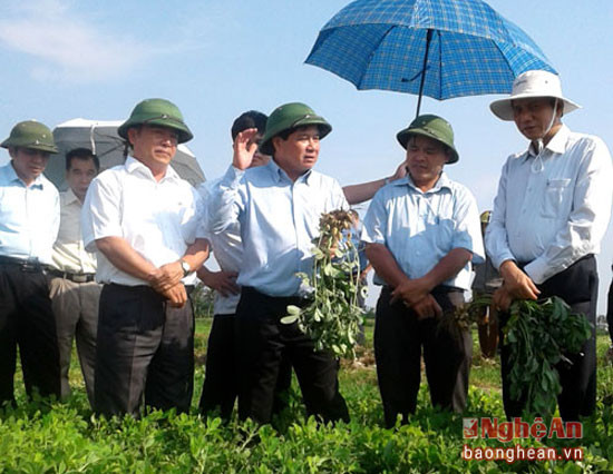 Thứ trưởng Bộ Nông nghiệp (người thứ 3 từ phải sang) cùng đoàn công tác thăm mô hình trồng lạc tại xã Diễn Mỹ, Diễn Châu