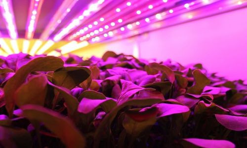 Đối với con người, đèn LED có màu trắng, nhưng trong thực tế, cây trồng phát triển dưới ánh sáng kết hợp giữa màu đỏ và xanh dương, Oshima cho biết.