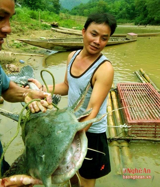 Những con cá có giá trị kinh tế lớn ở miền Tây Nghệ An như, cá lệch, lăng, ghé... chủ yếu được bắt bằng loại câu vương.