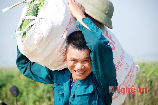 Anh Đinh Xuân Hùng (xóm 8, Nam Anh) cho biết: mướp đắng thu hoạch từ cuối tháng 2 đến cuối tháng 6 dương lịch. Mỗi đợt thu hoạch cách nhau 3 - 4 ngày.
