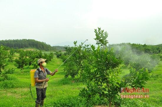 Công nhân trang trại ông Nguyễn Văn Thiện ở bản 3-2 đang phun thuốc phòng trừ rầy cho cam