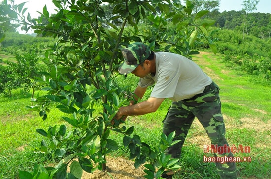 Ông Nguyễn Văn Thiện - ở bản 3-2 chủ vườn cam 2 năm tuổi đang tỉa nhánh để điều tiết quá trình phát triển của cây cam. Theo ông Thiện: cây cam phải đầu tư 4-5 tuổi mới cho thu hoạch, bình quân mỗi gốc cam từ khi trồng đến thu hoạch cho phí khoảng 500 ngàn đồng