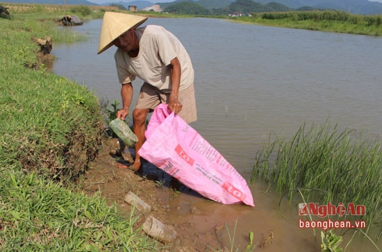 Người dân đánh bắt cáy, rạm bằng cách thả ống, trong ống có bỏ mồi cám, thịt ốc..là cách bắt khỏe nhất