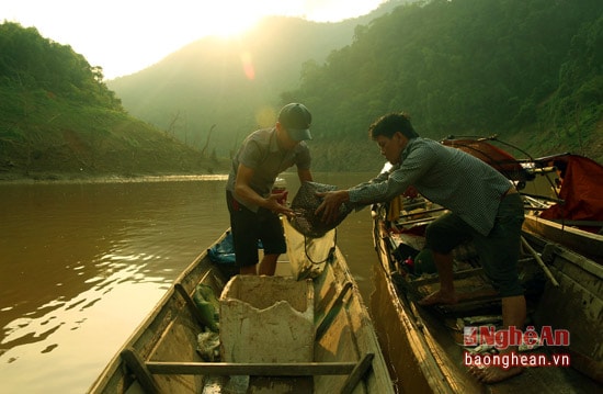 Sau khi thăm câu xong, cá cũng được các lái buôn đánh thuyền đến tận nơi để thu mua. Ở xã Mỹ Lý, Kỳ Sơn, mỗi người sở hữu hàng chục bộ câu vương.