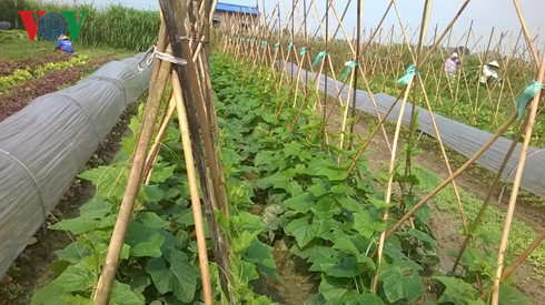 Quy trình trồng rau hữu cơ được kiểm soát nghiêm ngặt ở xã Thanh Xuân, Sóc Sơn.