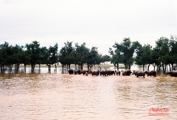 Rừng bần - Hưng Hòa.Ảnh: Sách Nguyễn