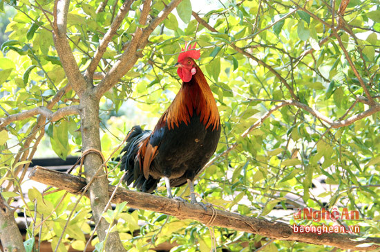 Những con gà có đủ các màu sắc, tuy nhiên loài gà trống có màu lông màu tía vẫn được nhiều người ưa thích nhất. 