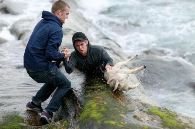 Na Uy: Những người đàn ông đã bất chấp tính mạng của mình để cứu sống một chú cừu non.