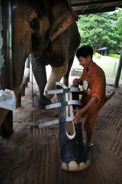 Thái Lan: Chú voi không may đã mất đi một chân khi dẫm vào mìn và giờ chắn chắn chú sẽ rất vui kho được lắp chiếc chân giả này.