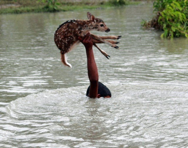 Bangladesh: Chú bé đang bất chấp mạng sống của mình để cứu chú hươu nhỏ thoát chết đuối.
