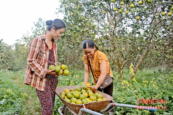Thu hoạch cam chính vụ tại xã Yên Khê (Con Cuông).