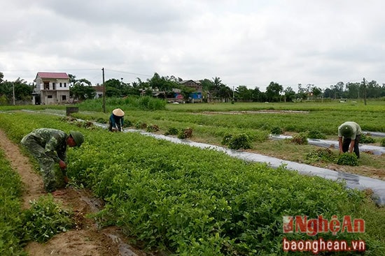 Những ngày này, nhiều xã trên địa bàn Nghi Lộc đang bước vào vụ thu hoạch lạc