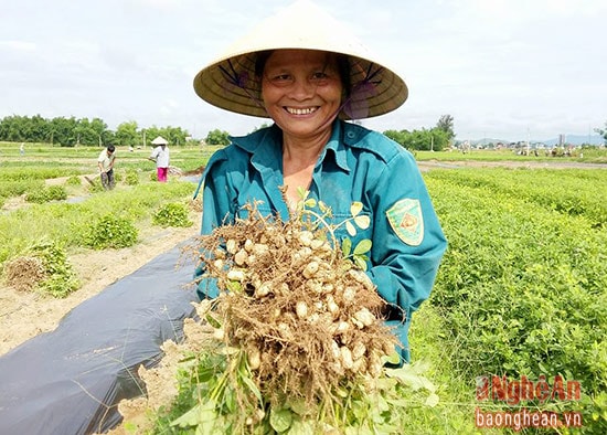 Nông dânNghi Lộc vui mừng khi lạc Sen Lai L20năng suất đạt gần 3 tạ/sào.