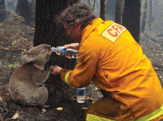 Anh lính cứu hỏa cho chú gấu Koala uống nước sau vụ cháy rừng do hạn hán ở Australia vào năm 2009.