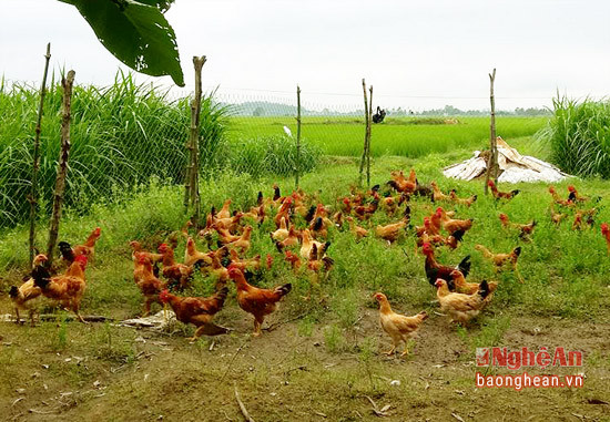 Mô hình nuôi gà cỏ của phụ nữ xã Nghi Kiều.