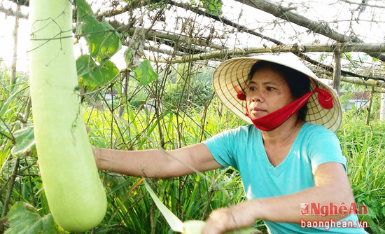 Mô hình trồng bí  của chị Hà Thị Kiệm i xóm 11 xã Nghi Mỹ_n (1)
