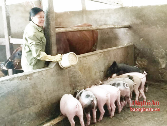 Mô hình chăn nuôi lợn nái của chị Thái Thị Toàn ở xã Nghi Long.