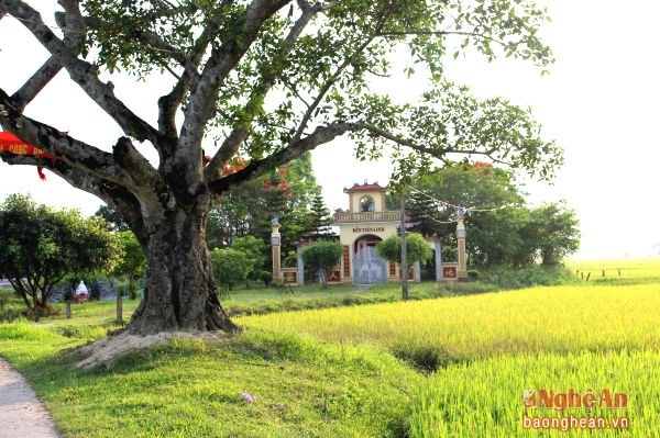 Cùng với đền làng, cây đa cổ thụ trước cổng đền Tiên Linh từ bao đời nay đã là những hình ảnh thân quen gần gũi với người dân địa phương, góp phần làm nên nét đẹp cổ kính, nên thơ của một vùng quê ven đô yên bình.