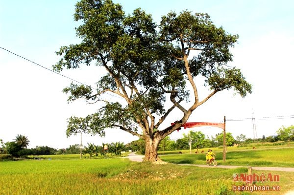 Cùng với đền làng, cây đa cổ thụ trước cổng đền Tiên Linh từ bao đời nay đã là những hình ảnh thân quen gần gũi với người dân địa phương, góp phần làm nên nét đẹp cổ kính, nên thơ của một vùng quê ven đô yên bình.