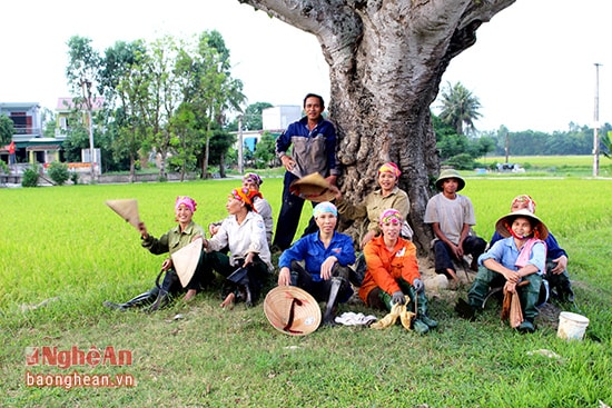 8.Cây đa tỏa bóng sum suê giữa cánh đồng làng còn là nơi nghỉ chân, hóng mát của bà con chòm xóm những khi lao động mệt nhọc.