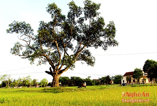 9.Cây đa làng quen thuộc là một trong những hình ảnh quê hương rất đỗi thân thương trong ký ức của những người con làng Tiên Linh đi xa. Để rồi mỗi dịp trở về vùng đất ven đô, đứng trước cây đa làng, lòng người lại trào dâng biết bao cảm xúc.