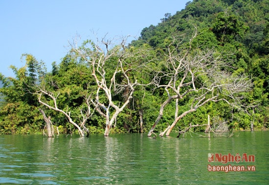 Giữa mênh mông biển nước của hồ thủy điện, những cây khô mang nhiều hình thù lạ mắt có thể làm đắm lòng người qua lại.