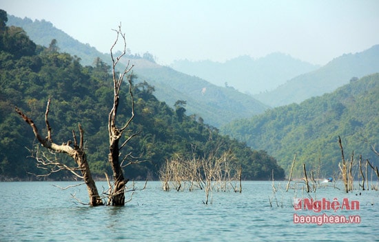 Chúng ta dễ dàng bắt gặp những hình ảnh này ở các hồ thủy điện như: Hồ thủy điện Bản Vẽ, Hủa Na, Khe Bố... đây là những hồ thủy điện mới được vận hành nên những cây khô vẫn chưa bị đổ.