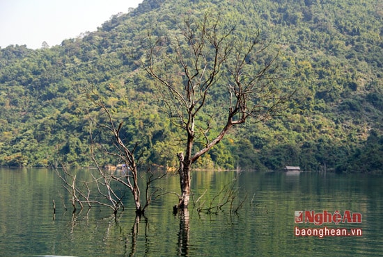 Nhìn những cây khô đẹp tạo dáng giữa lòng hồ chúng ta có cảm giác như đó là thời khắc đẹp nhất của một 