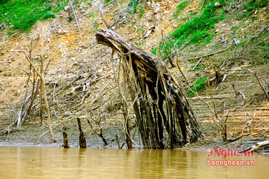 Có cây tạo dáng hình con linh cẩu ngồi rình con mồi bên bờ hồ lặng lẽ.