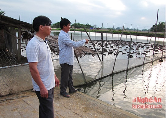 Bắt đầu nuôi vịt trời