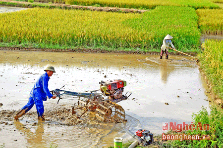 As soon as farmers in Vinh Thanh commune (Yen Thanh district) harvested the spring crop, they started tillage for timely deployment of summer-autumn one.