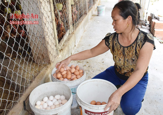 Gia đình anh Lê Văn Sáu, xóm 8, xã Diễn Trung nuôi 4 nghìn con gà mái đẻ, giống Sa pha và Ai Cập, mỗi ngày thu hoạch 3.500 quả trứng.