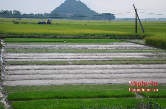 Mạ lên xanh cạnh những ruộng hè thu đang chín ở Yên Thành.