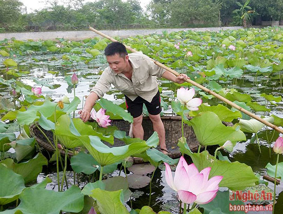 Người dân Nghi Thạch thu hoạch sen