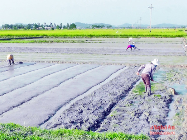 Làm đất gieo mạ vụ hè thu ở Yên Thành. Ảnh: Thái Dương