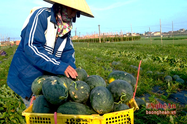 dưa hấu