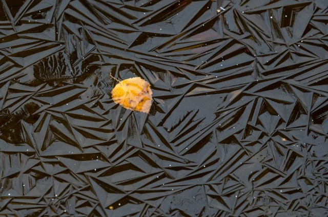 Chiếc lá bạch dương bị đóng băng trên mặt hồ.