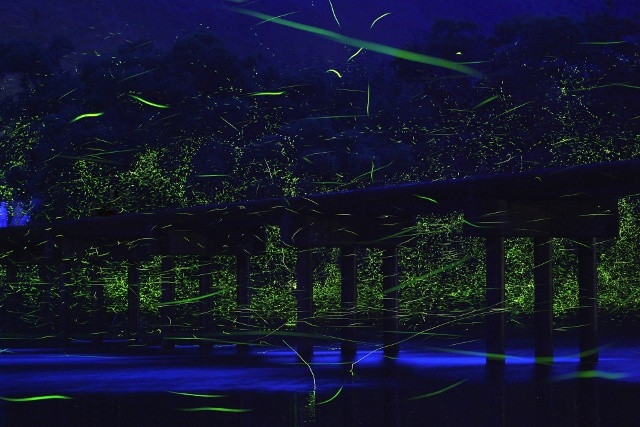 Hàng nghìn con đom đóm bay lượn quanh một cây cầu nhỏ bắc qua sông Shimanto, Nhật Bản.