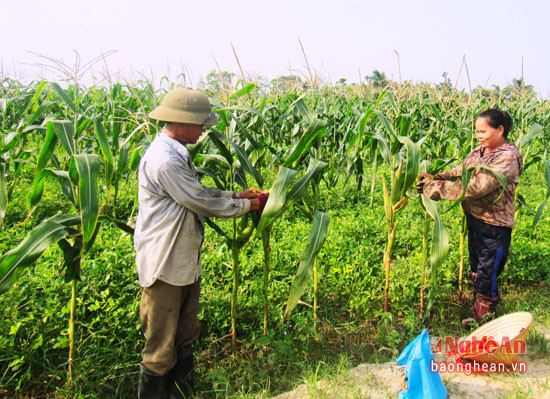 Anh Nguyễn Văn Quang, xóm 8 Nghi Liên thu hoạch ngô nếp trồng xen lạc. gia đình anh có 2 sào ngô nếp, cho thu nhập gần 10 triệu đồng.