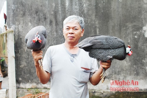 Gà sao khi trưởng thành có trọng lượng 1,8-2 kg/con; giá bán 100 nghìn đồng/kg.