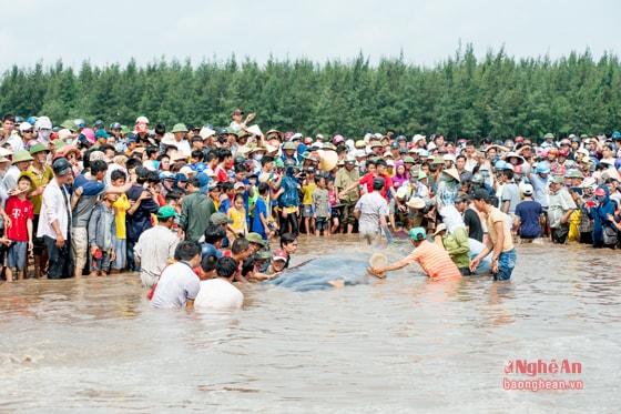 Vào khoảng 5h sáng ngày 25/5, một số ngư dân xã Diễn Thịnh (Diễn Châu, Nghệ An) trên đường đi đánh cá về phát hiện 1 con cá voi dạt vào bờ biển thuộc xóm 9 xã này.