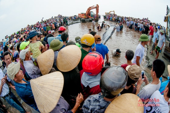 Ngay sau khi phát hiện, nhiều người dân đã có mặt, tìm cách giải cứu con cá voi. Rất đông người dân hiếu kỳ cũng có mặt để theo dõi. 