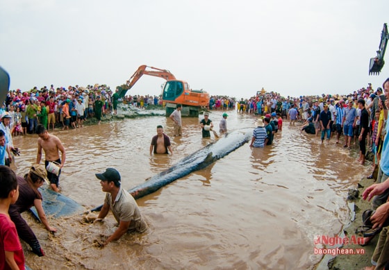 Theo một số ngư dân có kinh nghiệm thì con cá voi này bơi lạc dòng, theo thủy triều dạt vào bờ biển. Khi thủy triều xuống thì bị mắc cạn. 