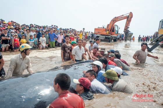 Do thủy triều xuống nhanh nên cuộc giải cứu cá voi gặp rất nhiều khó khăn. Chính quyền địa phương đã huy động 3 máy múc, múc cát tạo thành lạch, vừa cung cấp nước cho cá voi, vừa tạo thành hệ thống đường dẫn nước để đưa cá voi trở về biển. 