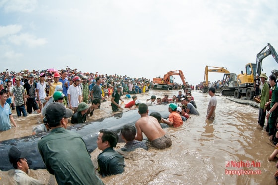 Sau khi tạo được đường rãnh sâu hai bên thân cá voi, hàng trăm người dân đã ùa xuống, dùng tất cả những vật dụng có thể tát nước làm mát cơ thể cá. 