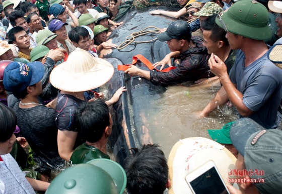 Ba chiếc máy xúc làm việc khẩn trương bởi thời tiết khá nắng nóng trong khi đó người dân kéo đến xem ngày càng đông, chen lấn, xô đẩy khiến đất cát vừa múc lên lại bị sụt xuống. 