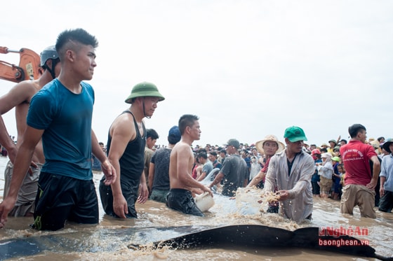 Theo các ngư dân có kinh nghiệm thì sau thời gian dài bị mắc cạn, sức khỏe giảm sút, khả năng sống sót của con cá voi khi trở về với biển không cao. 